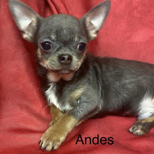 chiot Chihuahua Poil Court ANDÈS chihuahua LOF disponible Domaine de la Chantelaie  