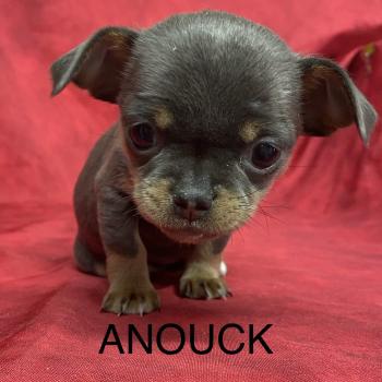 ANOUCK chihuahua LOF RÉSERVÉE Femelle Chihuahua Poil Court