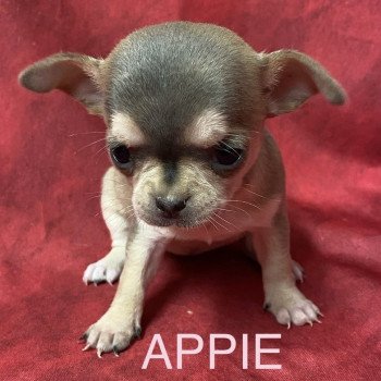 APPIE chihuahua à réserver Femelle Chihuahua Poil Court