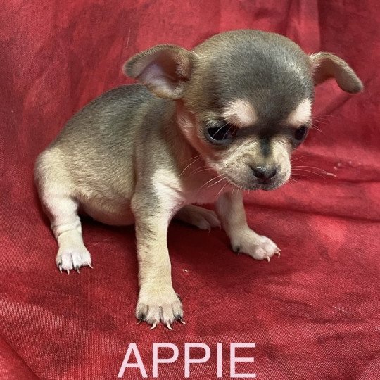 chiot Chihuahua Poil Court APPIE chihuahua à réserver Domaine de la Chantelaie  