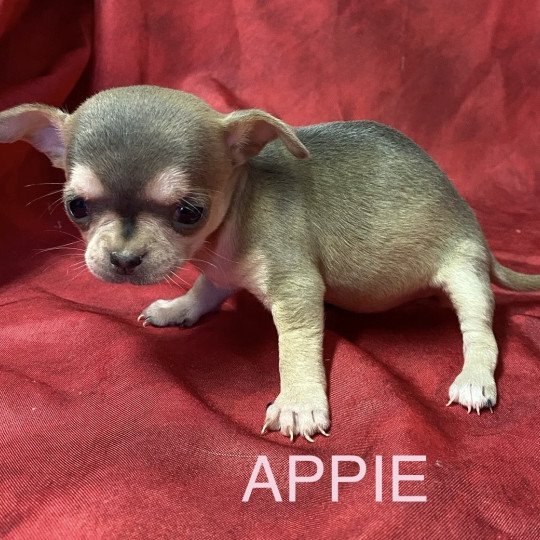 chiot Chihuahua Poil Court APPIE chihuahua à réserver Domaine de la Chantelaie  