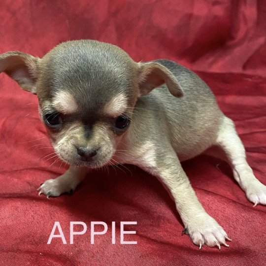 chiot Chihuahua Poil Court APPIE chihuahua à réserver Domaine de la Chantelaie  