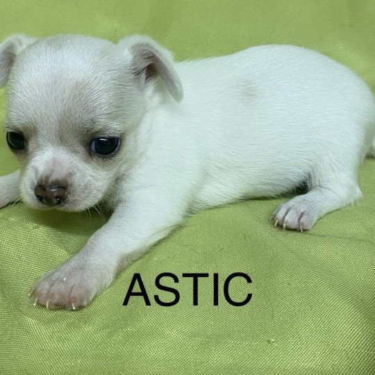 chiot Chihuahua Poil Court ASTIC chihuahua à réserver Domaine de la Chantelaie  