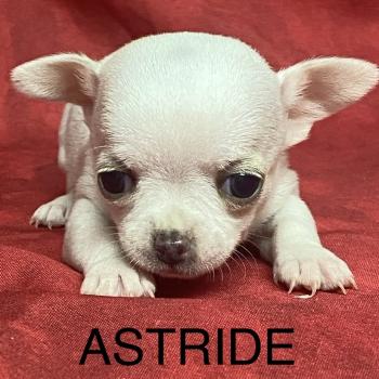 ASTRIDE chihuahua à réserver Femelle Chihuahua Poil Court