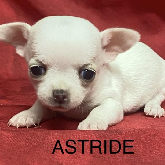 chiot Chihuahua Poil Court ASTRIDE chihuahua à réserver Domaine de la Chantelaie  