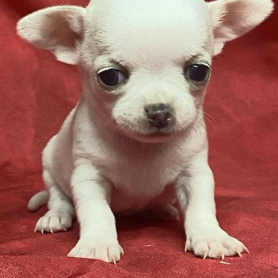 chiot Chihuahua Poil Court ASTRIDE chihuahua à réserver Domaine de la Chantelaie  