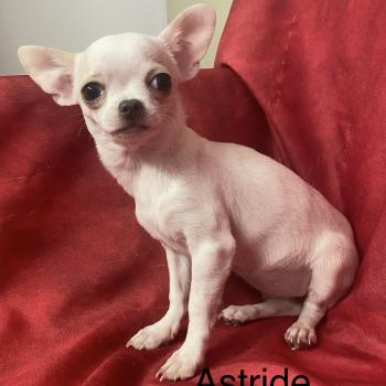 ASTRIDE chihuahua DISPONIBLE Femelle Chihuahua Poil Court