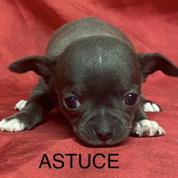 ASTUCE chihuahua à réserver Femelle Chihuahua Poil Court