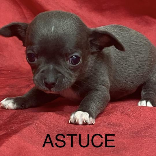 chiot Chihuahua Poil Court ASTUCE chihuahua à réserver Domaine de la Chantelaie  