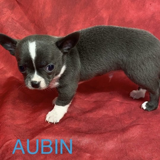 chiot Chihuahua Poil Court AUBIN chihuahua à réserver Domaine de la Chantelaie  