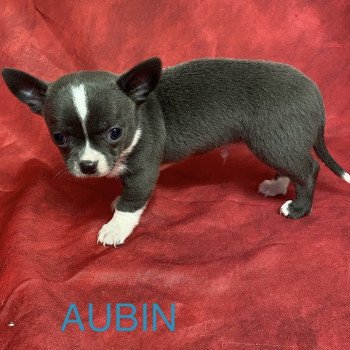 AUBIN chihuahua à réserver Mâle Chihuahua Poil Court