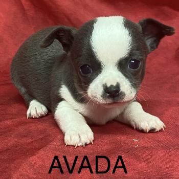 AVADA chihuahua à réserver Femelle Chihuahua Poil Court