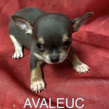 AVALEUC chihuahua à réserver Mâle Chihuahua Poil Court