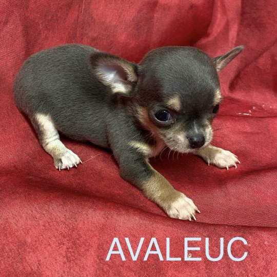 chiot Chihuahua Poil Court AVALEUC chihuahua à réserver Domaine de la Chantelaie  