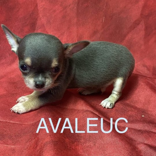 chiot Chihuahua Poil Court AVALEUC chihuahua à réserver Domaine de la Chantelaie  