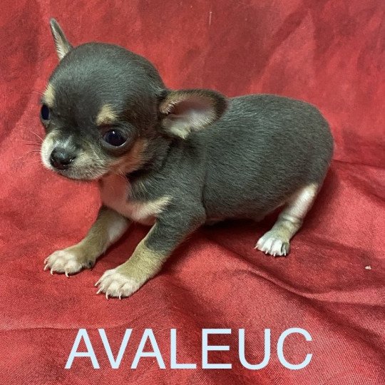 chiot Chihuahua Poil Court AVALEUC chihuahua à réserver Domaine de la Chantelaie  