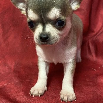 AVINA chihuahua à réserver Femelle Chihuahua Poil Court