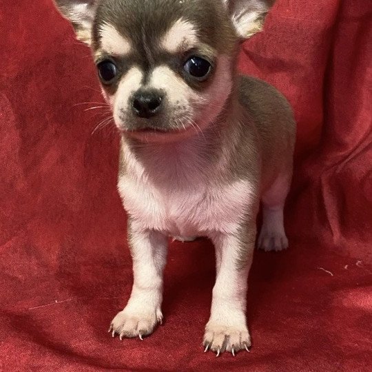 chiot Chihuahua Poil Court AVINA chihuahua à réserver Domaine de la Chantelaie  