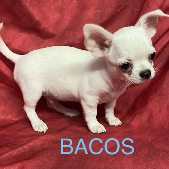 chiot Chihuahua Poil Court BACOS chihuahua DISPONIBLE Domaine de la Chantelaie  