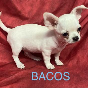 BACOS chihuahua DISPONIBLE Mâle Chihuahua Poil Court