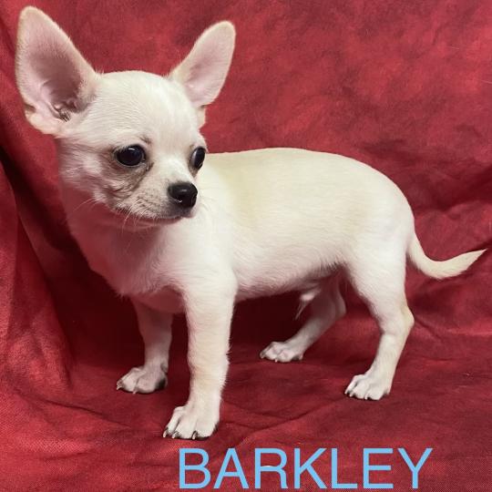 chiot Chihuahua Poil Court BARKLEY chihuahua DISPONIBLE Domaine de la Chantelaie  