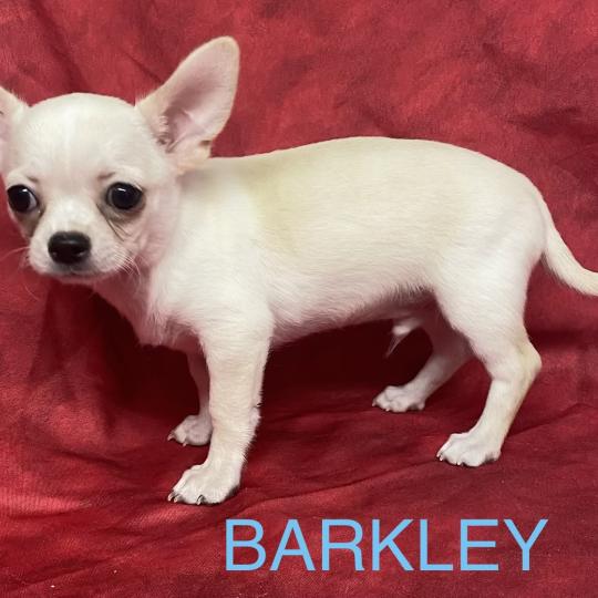 chiot Chihuahua Poil Court BARKLEY chihuahua DISPONIBLE Domaine de la Chantelaie  