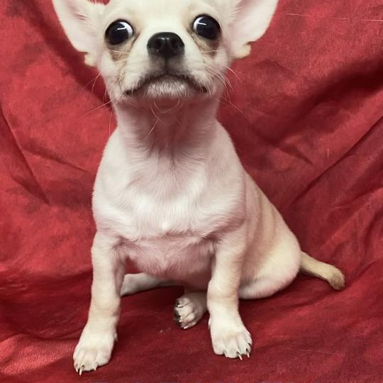 chiot Chihuahua Poil Court BARKLEY chihuahua DISPONIBLE Domaine de la Chantelaie  