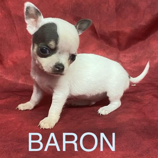 chiot Chihuahua Poil Court BARON mini chihuahua à réserver Domaine de la Chantelaie  