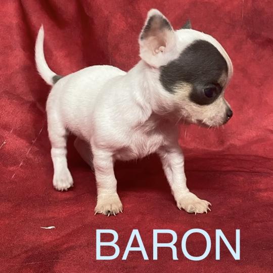 chiot Chihuahua Poil Court BARON mini chihuahua à réserver Domaine de la Chantelaie  