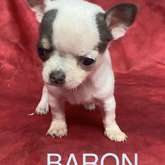 chiot Chihuahua Poil Court BARON mini chihuahua à réserver Domaine de la Chantelaie  