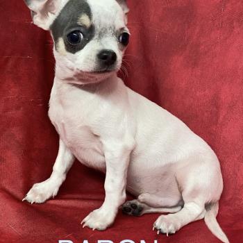 BARON mini chihuahua à réserver Mâle Chihuahua Poil Court