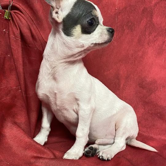 chiot Chihuahua Poil Court BARON mini chihuahua à réserver Domaine de la Chantelaie  