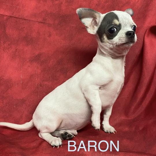 chiot Chihuahua Poil Court BARON mini chihuahua à réserver Domaine de la Chantelaie  