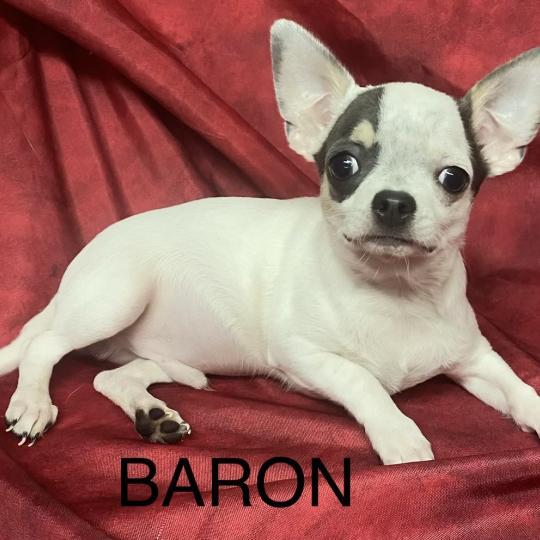 chiot Chihuahua Poil Court BARON mini chihuahua Disponible Domaine de la Chantelaie  
