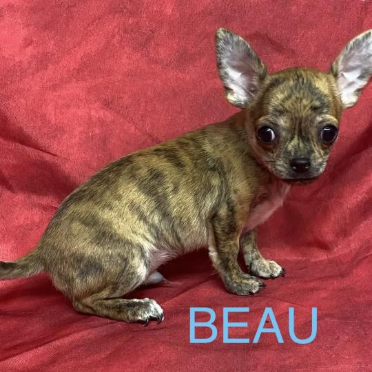 chiot Chihuahua Poil Court BEAU chihuahua réserver Domaine de la Chantelaie  