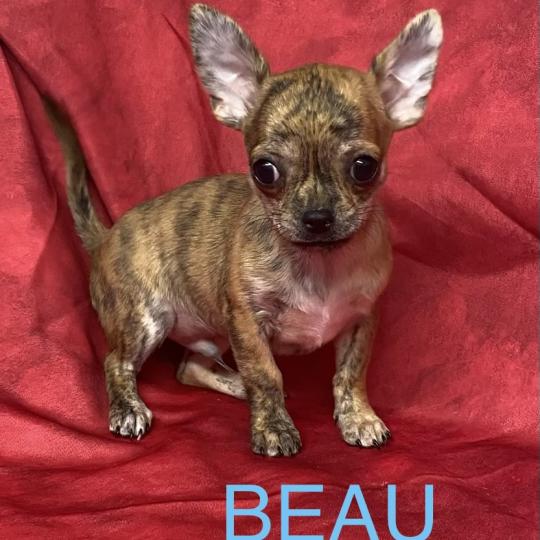 chiot Chihuahua Poil Court BEAU chihuahua réserver Domaine de la Chantelaie  