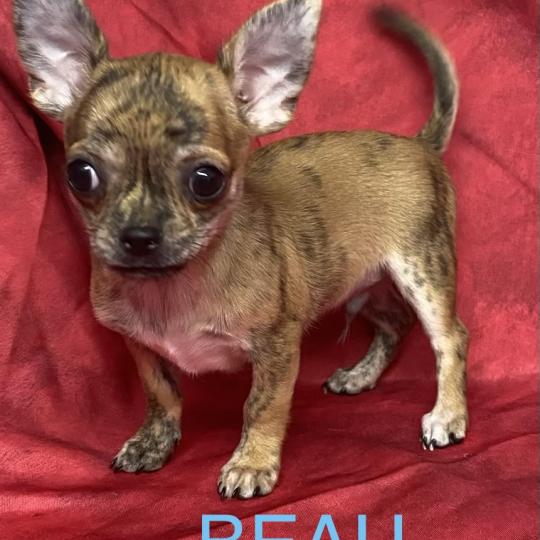 chiot Chihuahua Poil Court BEAU chihuahua réserver Domaine de la Chantelaie  