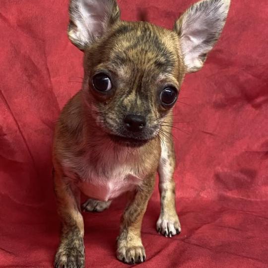 chiot Chihuahua Poil Court BEAU chihuahua réserver Domaine de la Chantelaie  