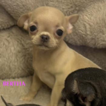 BERTHA mini chihuahua LOF à réserver Femelle Chihuahua Poil Court