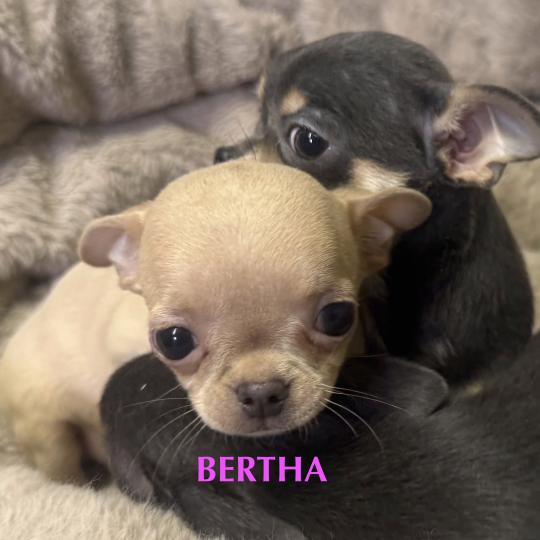 chiot Chihuahua Poil Court BERTHA mini chihuahua LOF à réserver Domaine de la Chantelaie  