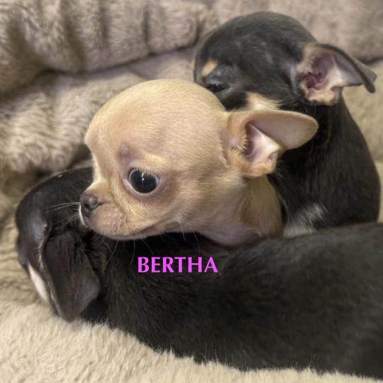 chiot Chihuahua Poil Court BERTHA mini chihuahua LOF à réserver Domaine de la Chantelaie  