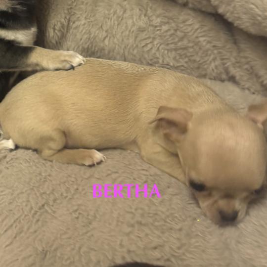 chiot Chihuahua Poil Court BERTHA mini chihuahua LOF à réserver Domaine de la Chantelaie  