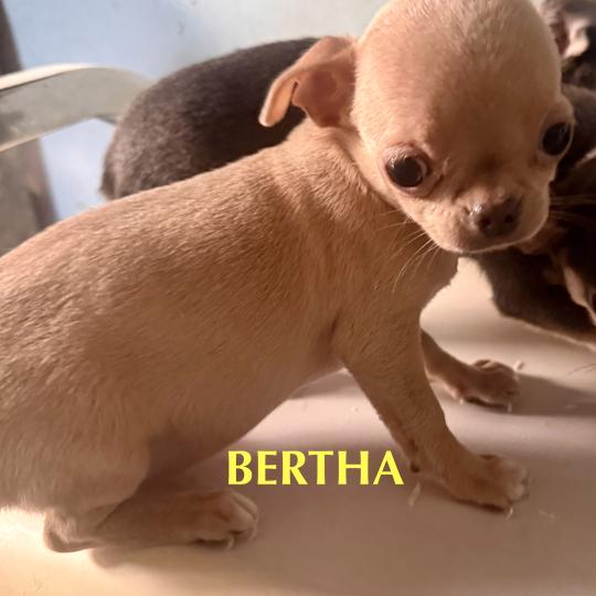 chiot Chihuahua Poil Court BERTHA mini chihuahua LOF à réserver Domaine de la Chantelaie  