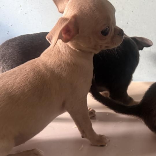 chiot Chihuahua Poil Court BERTHA mini chihuahua LOF à réserver Domaine de la Chantelaie  