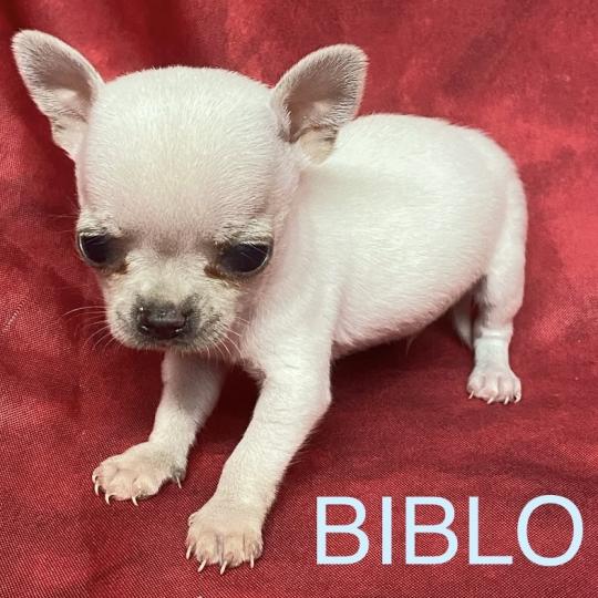 chiot Chihuahua Poil Court BIBLO mini chihuahua à réserver Domaine de la Chantelaie  