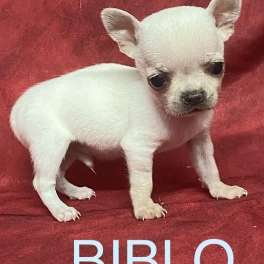 chiot Chihuahua Poil Court BIBLO mini chihuahua à réserver Domaine de la Chantelaie  