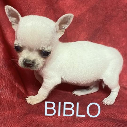chiot Chihuahua Poil Court BIBLO mini chihuahua à réserver Domaine de la Chantelaie  