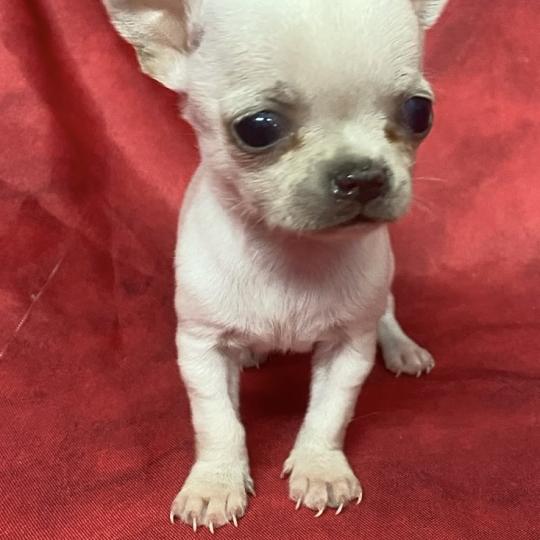 chiot Chihuahua Poil Court BIBLO mini chihuahua à réserver Domaine de la Chantelaie  