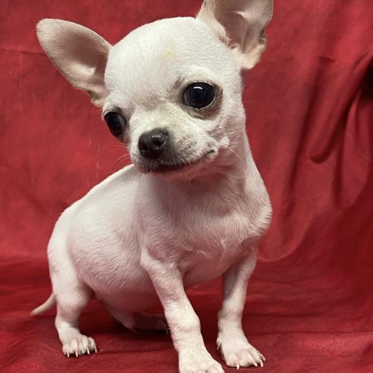 chiot Chihuahua Poil Court BIBLO mini chihuahua à réserver Domaine de la Chantelaie  