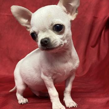 BIBLO mini chihuahua à réserver Mâle Chihuahua Poil Court